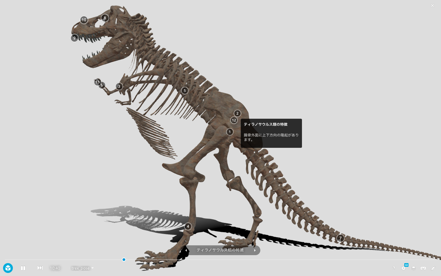 恐竜 化石 骨格 標本 アメリカ獣脚類 ティラノサウルス類 26mm 恐竜