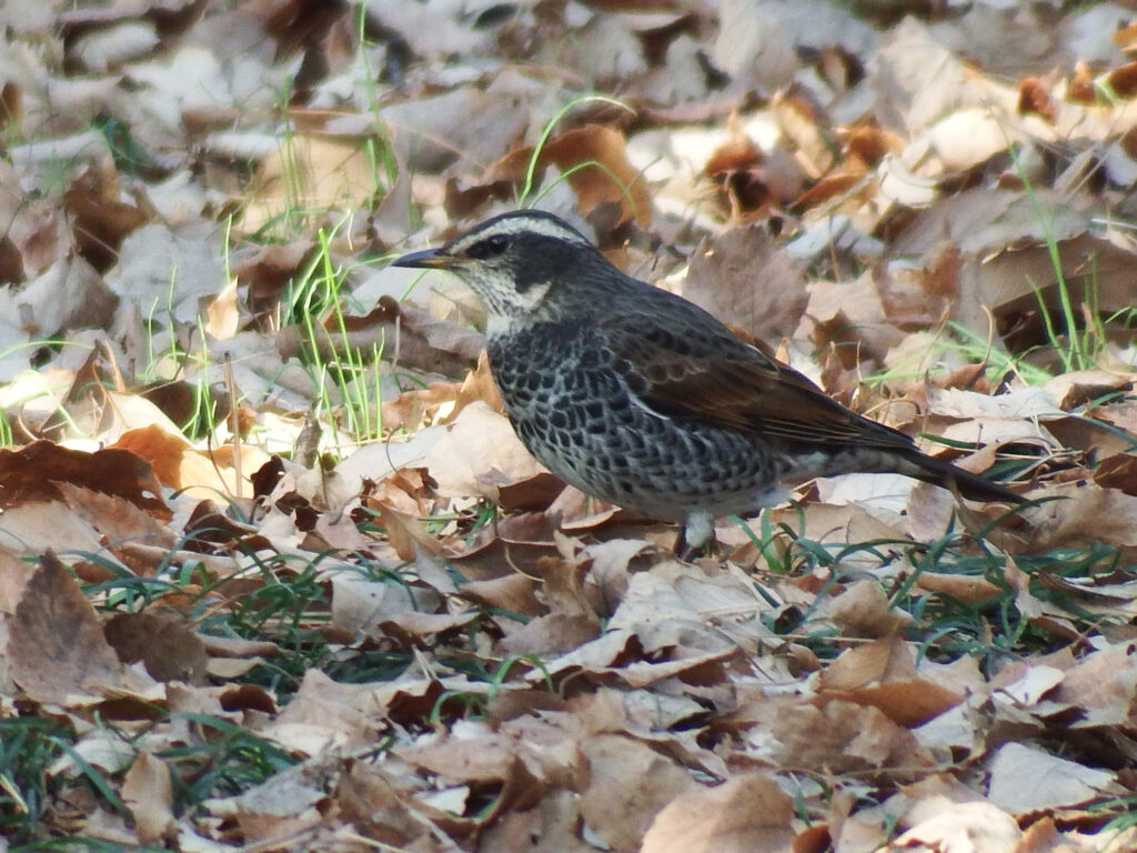 鳥類画家・神戸宇孝のフィールドスコープ旅行記 連載第3回＜鳥を求めて