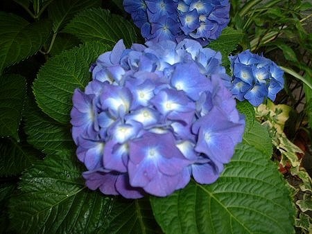 アジサイ | Hydrangea macrophylla | かぎけん花図鑑