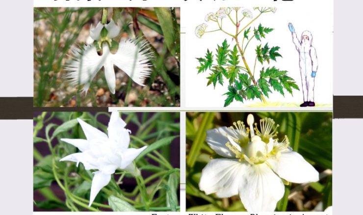 特集 8月に咲く白い花 花日記 かぎけん花図鑑 2024年8月15日(木