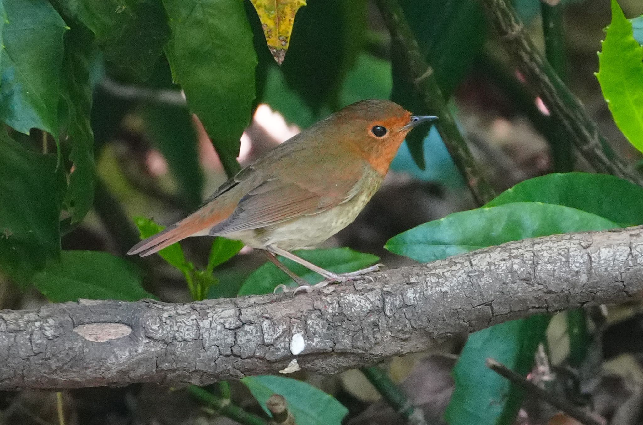 2025/4/17 ヤブサメ|コマドリ|オオルリ 大阪城公園の野鳥観察記録