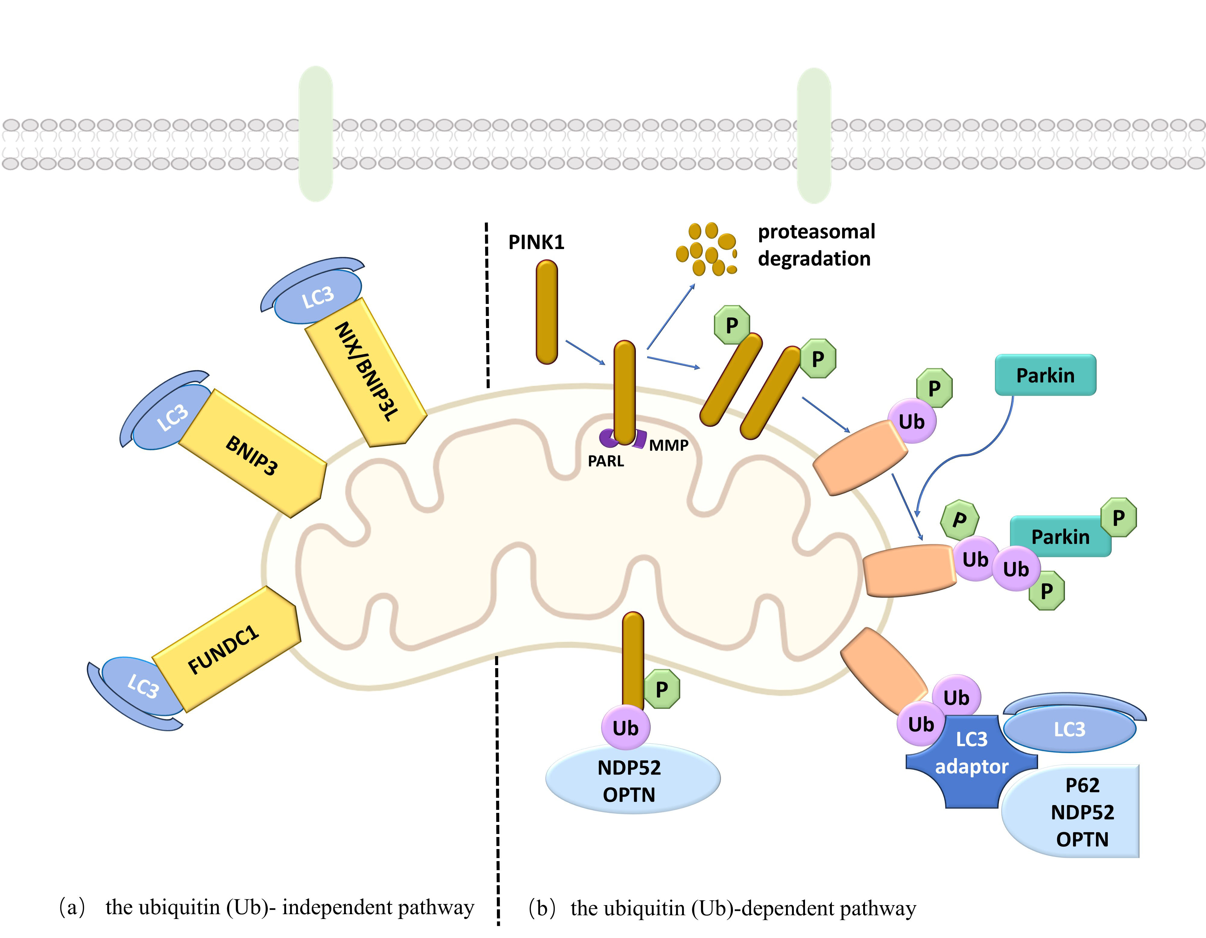 Mechanisms Associated with Mitophagy and Ferroptosis in Cerebral