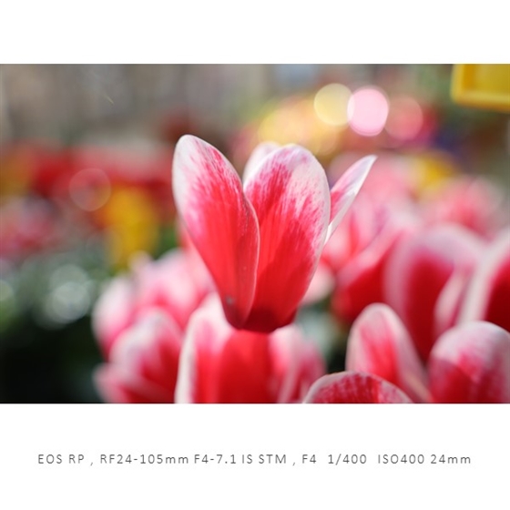 RFレンズ RF24-105mm F4-7.1 IS STM：通販｜キヤノンオンラインショップ