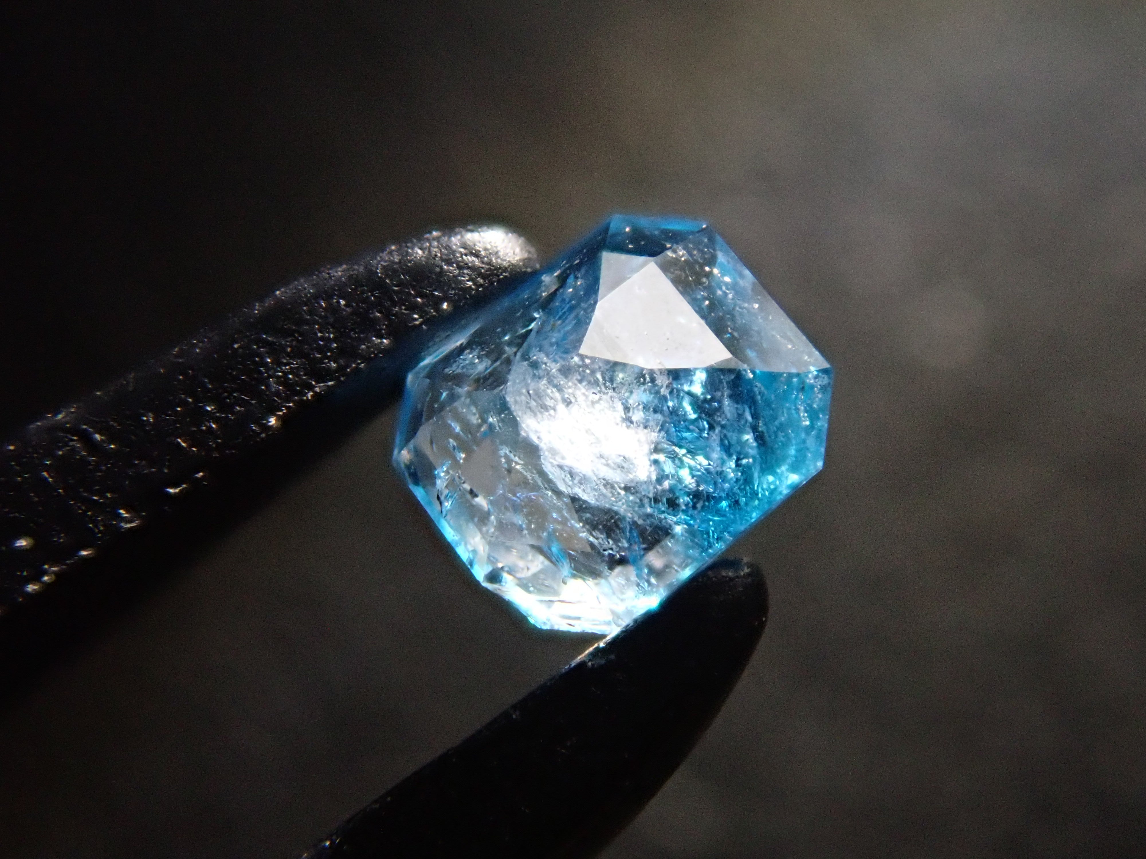 ブラジル産 スペシオーサダイコクコガネ 13-15mm ブラジル産 スペシ