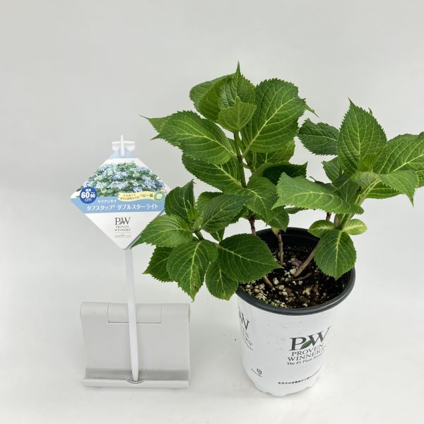 PW公式オンラインストア / 【SALE】【通常商品】ヤマアジサイ タフ