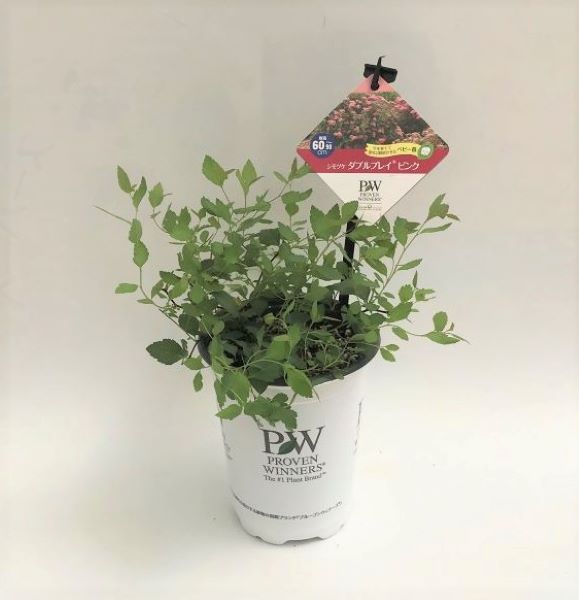 PW公式オンラインストア / シモツケ ダブルプレイ(R) ピンク