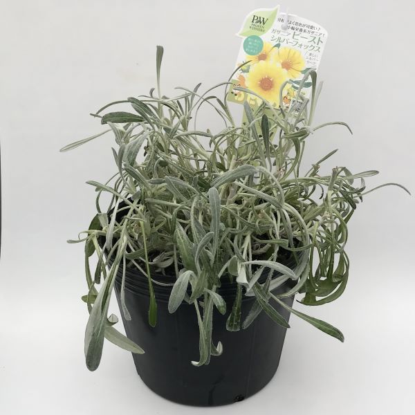 PW公式オンラインストア / 【限定 マザープランツ】ガザニア ビースト