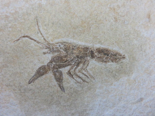 エビの化石 ゾルンフォーフェン産 アントリンポスAntrimpos 【公式通販】