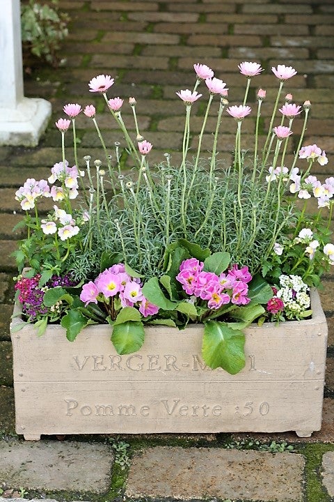 スキミア＆シクラメン＆ローダンセマム寄せ植えとサクラソウ・ウィン