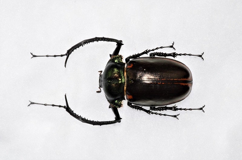 ヤンソニーテナガコガネ（中国産） Cheirotonus jansoni | 昆虫漂流記