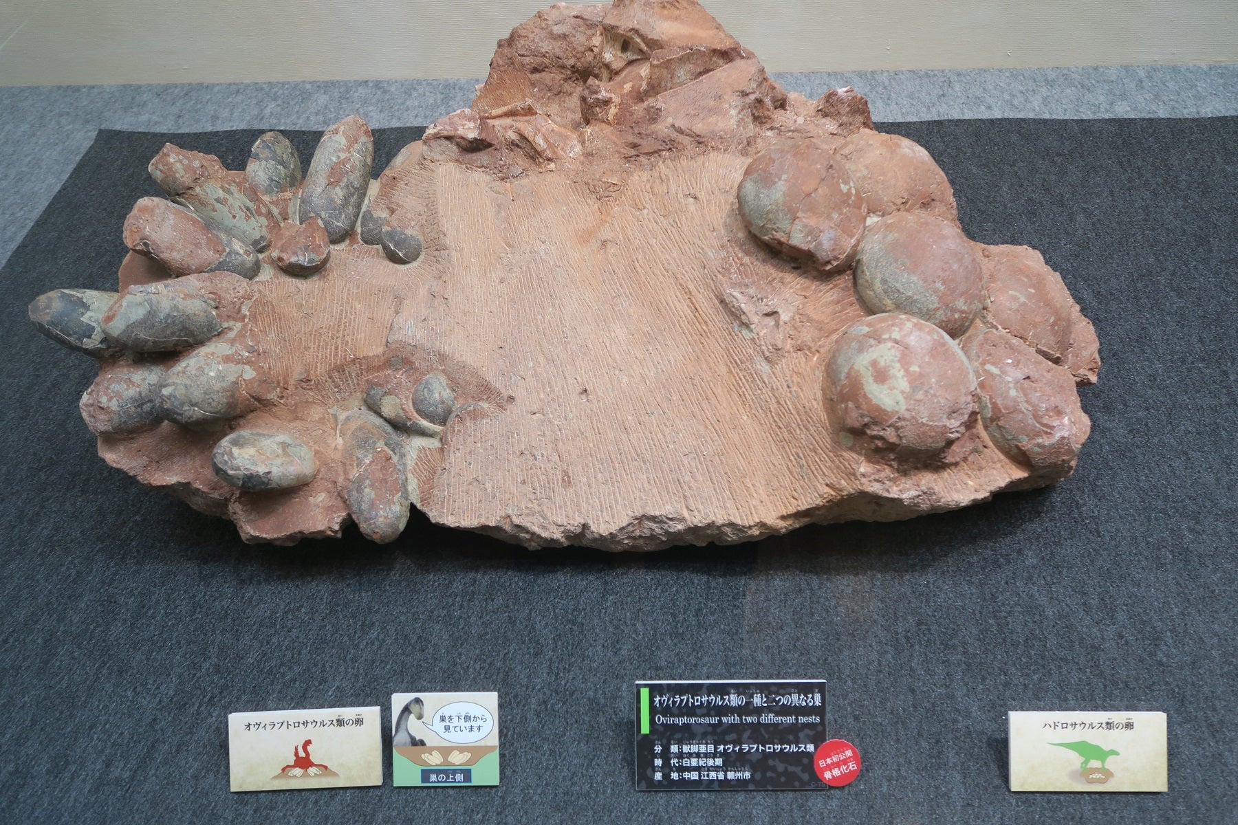 貴重) 恐竜ハドロサウルスの卵化石（3個） 中国 補修あり 草食恐竜