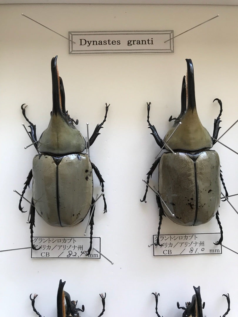 ☆2018Year Dynastes Granti Super Whity 標本制作(^^)☆ | ドルクス