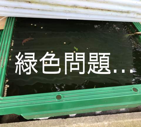 外の池や水槽が緑色で困ったらフタをしてしまえ！ | サカナ・タチハラ.com