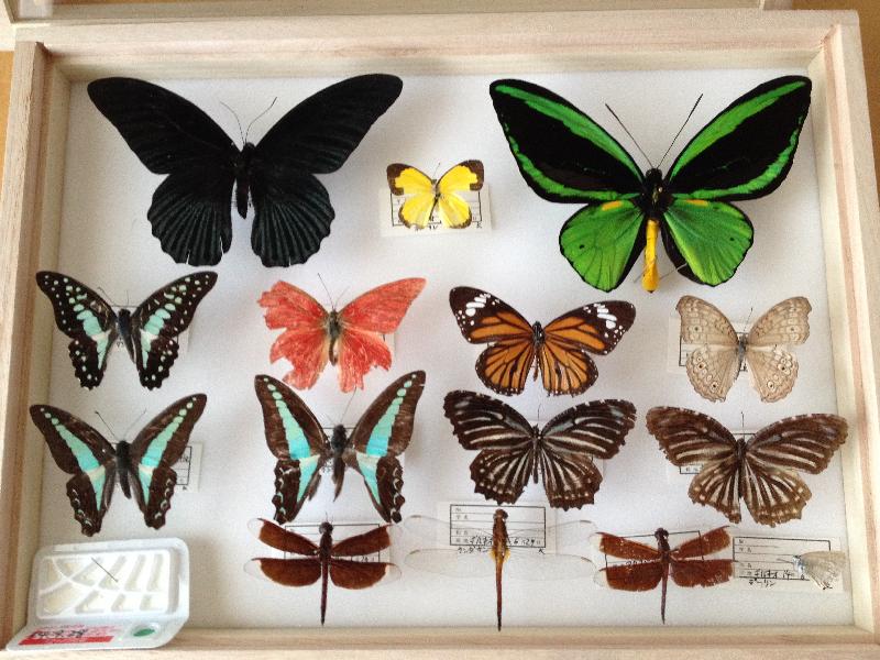 蝶の標本 トリバネチョウの王様(珍珍AA) 【公式通販】