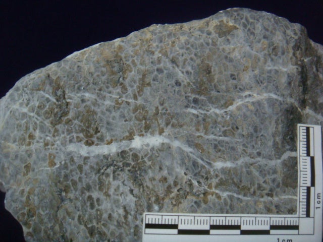 蛇体石 ミケリニア 化石 宮城県 ペルム紀 サンゴ | 茨城県化石工房