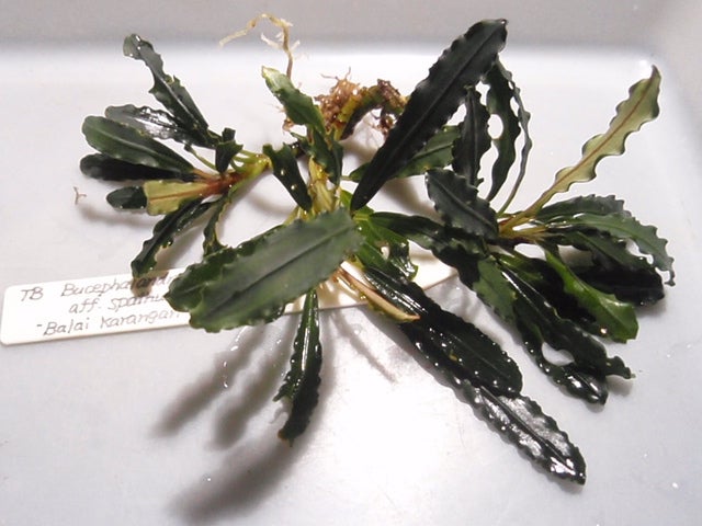 ブセファランドラsp. Noyan sanggau TB便 【公式通販】