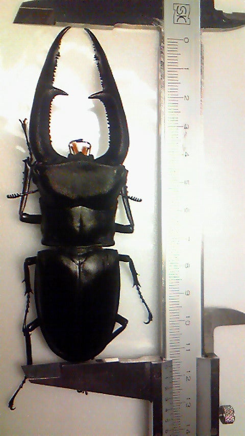 超 マンディブラリス ×リノケロス ハイブリッド 交雑種 標本 約78