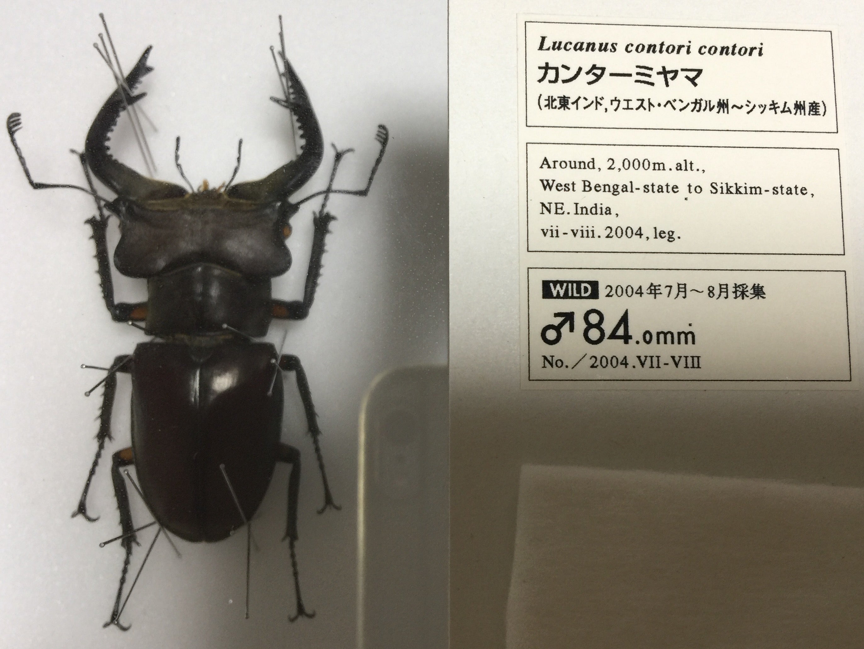 大型 カンターミヤマ 標本 - インド便 カンターミヤマ ペア 5【J-KUWA