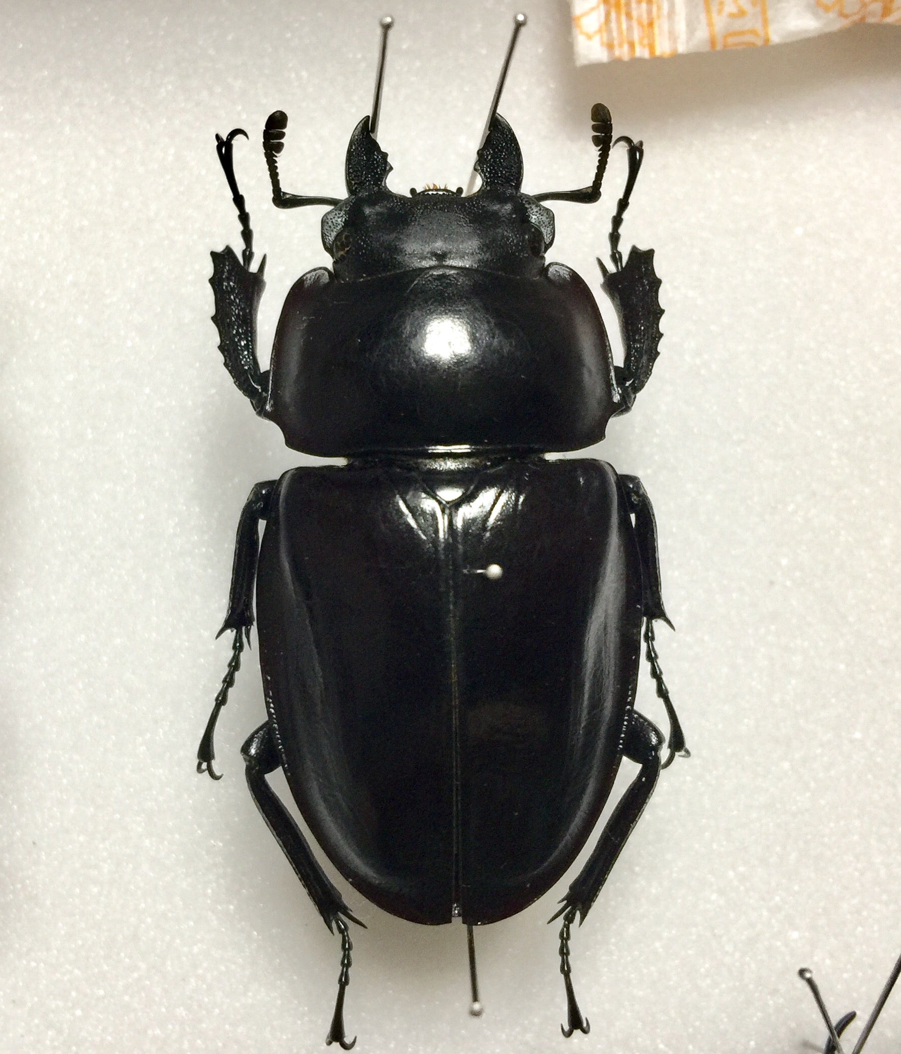 野外品標本 徳之島産アマミマルバネクワガタ♂51ミリ♀49ミリ | 『独楽