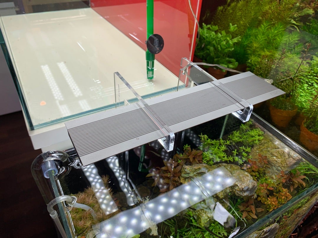 新商品のご案内！！ | 【熱帯魚・シュリンプ・水草】アクアテイラーズ