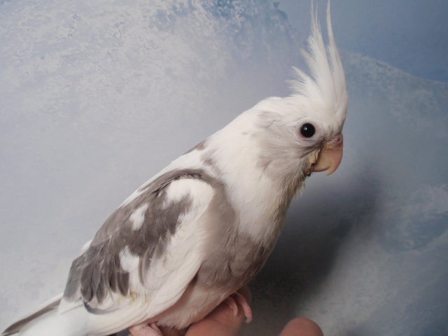 ☆ オカメインコ♪ ホワイトフェイス…達 (^_-)-☆ | インコ