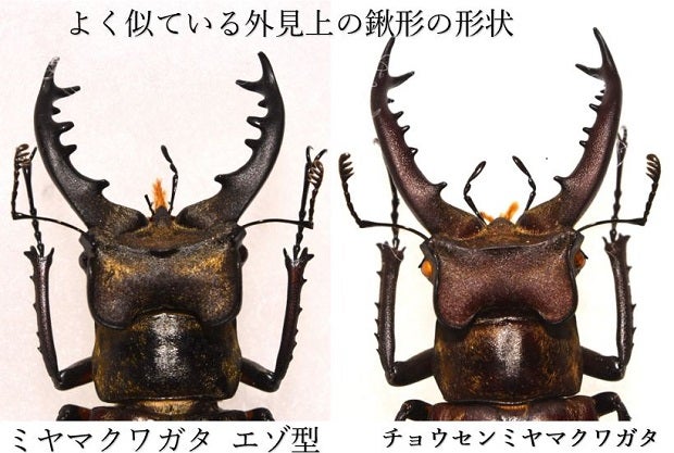 タカサゴミヤマクワガタ ♂ 標本