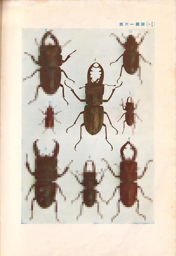 タカサゴミヤマクワガタ（チョウセンミヤマ台湾亜種）Lucanus dobowshy