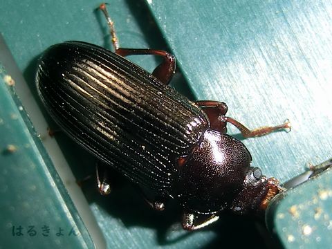 ヒメユミアシゴミムシダマシの集団越冬 | はるきょん3