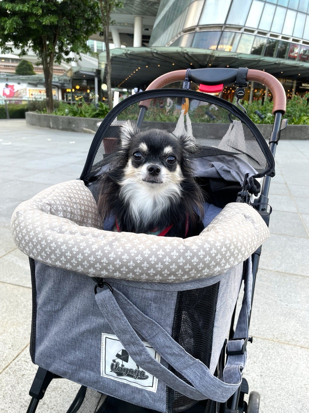 あごのせクッションをDIY | いとしのチワワのはなし