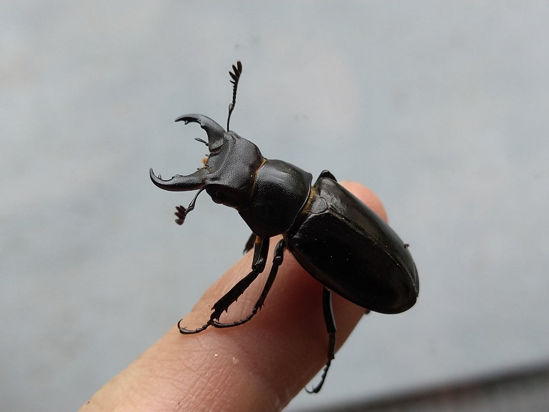 ミクラミヤマクワガタ標本/黄紋・赤褐色・通常 コンプリートセット