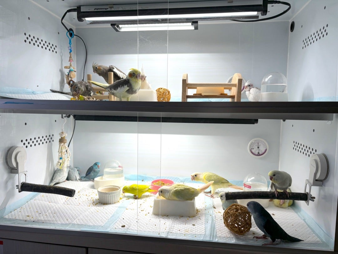 ポポのケージ 45極み仕様 用品セット 爬虫類ケージ