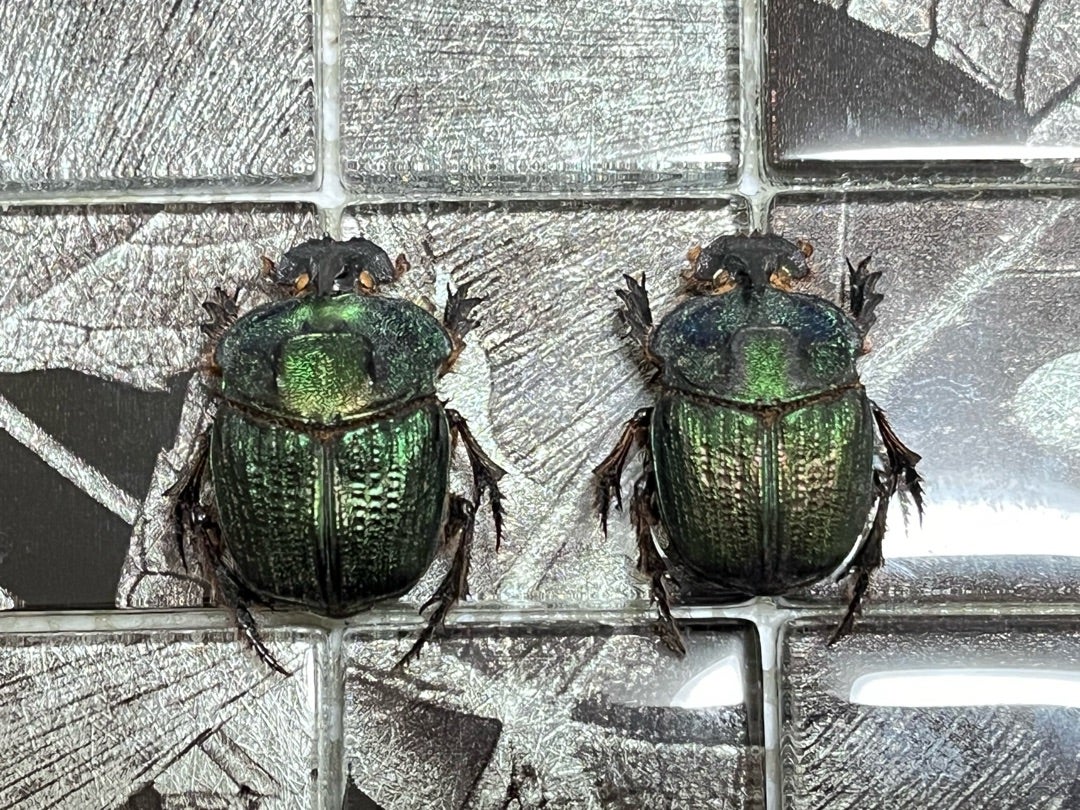 最大級エンシフェールニジダイコクコガネ52mm 51mm