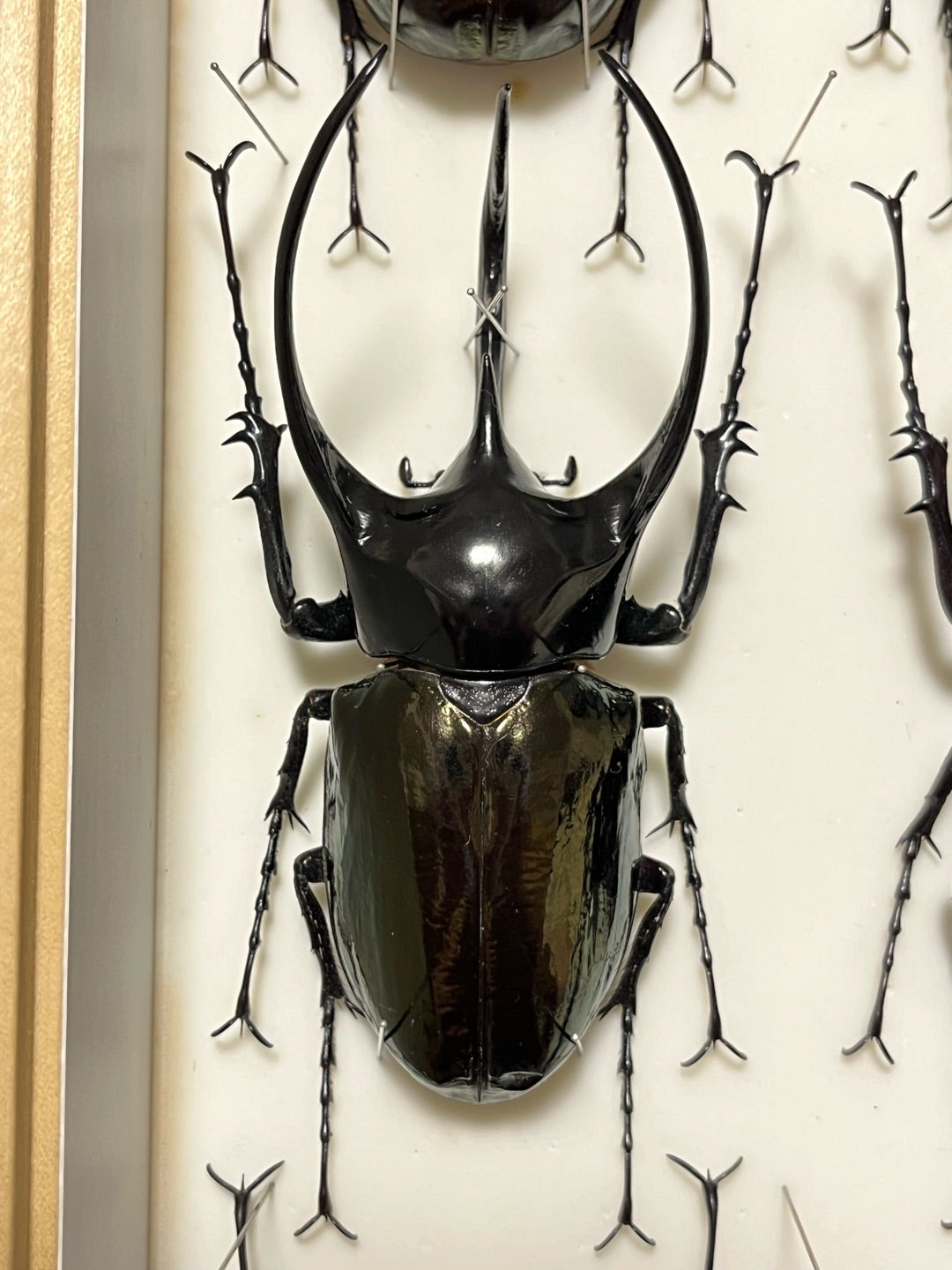 玲*華様 コーカサスオオカブト標本 玲*華様 コーカサスオオカブト標本