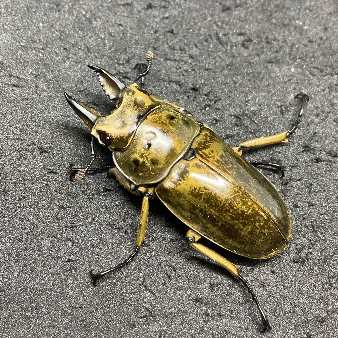 タイ産 オウゴンオニクワガタ 産卵から羽化まで | nk.dorcus クワカブ