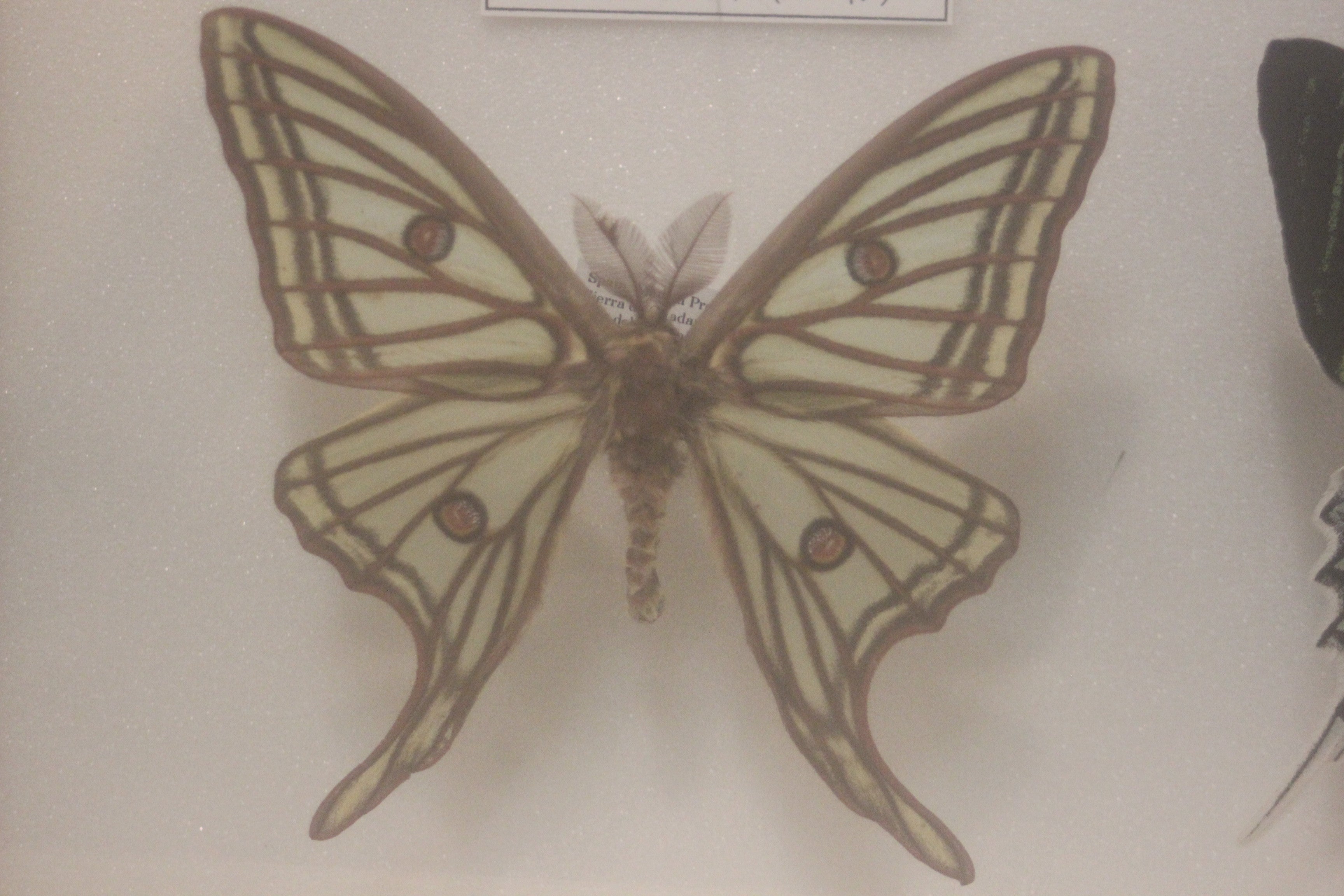 蛾 標本 イザベラミズアオ