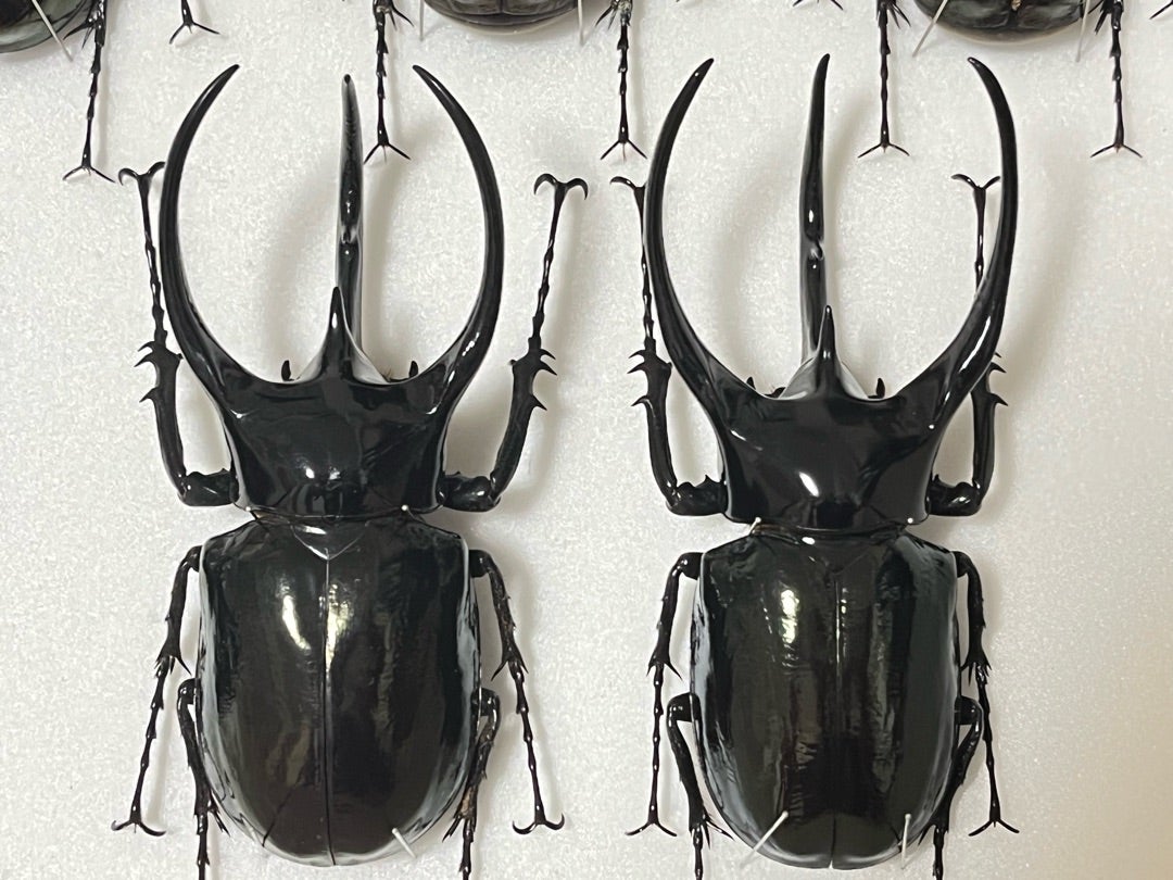 タイリクコーカサス No.2 | 愉快な海と波と恵