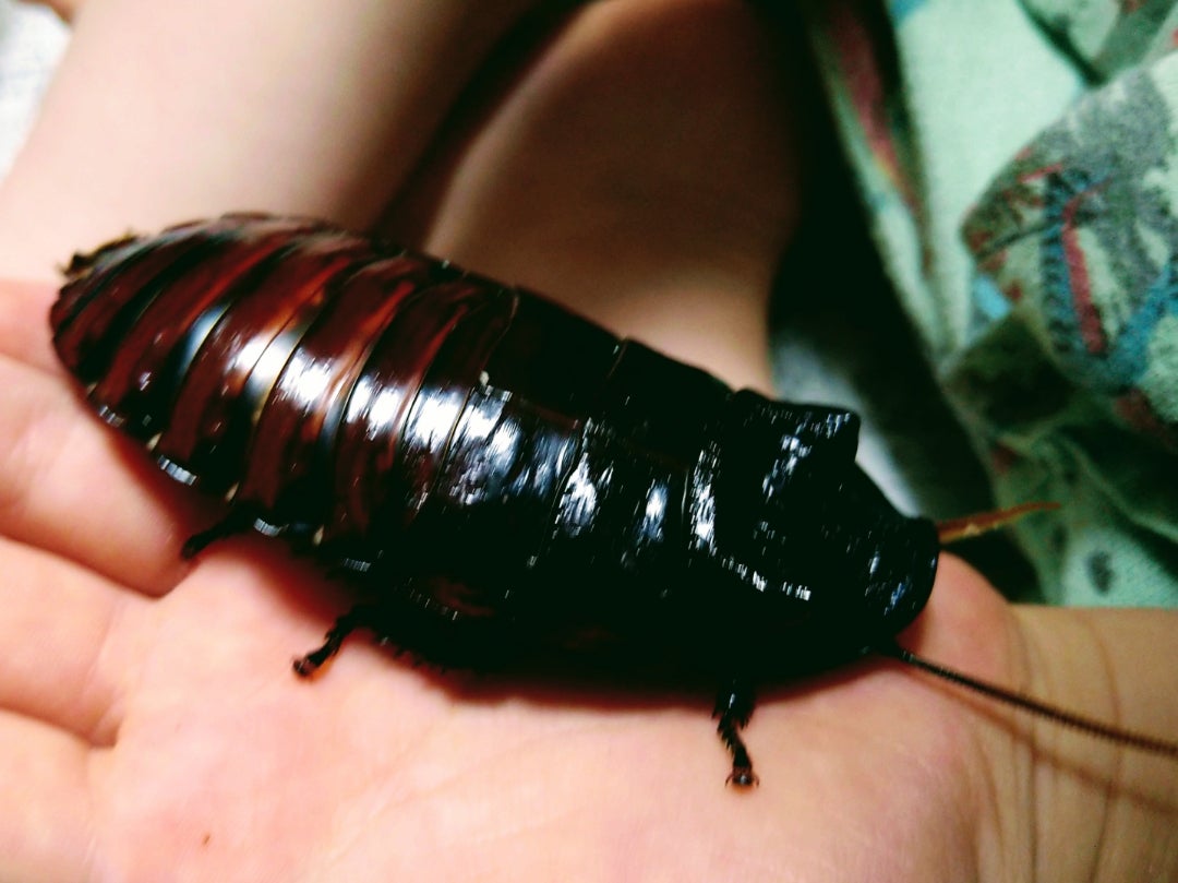 オブロンゴナタ家族増える | 息子(6歳)の昆虫、植物観察記録。