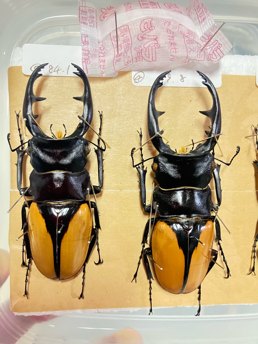 標本展足依頼品、随時作成中‼️ | 【FwooD】ひろき＠三重 クワカブ関連