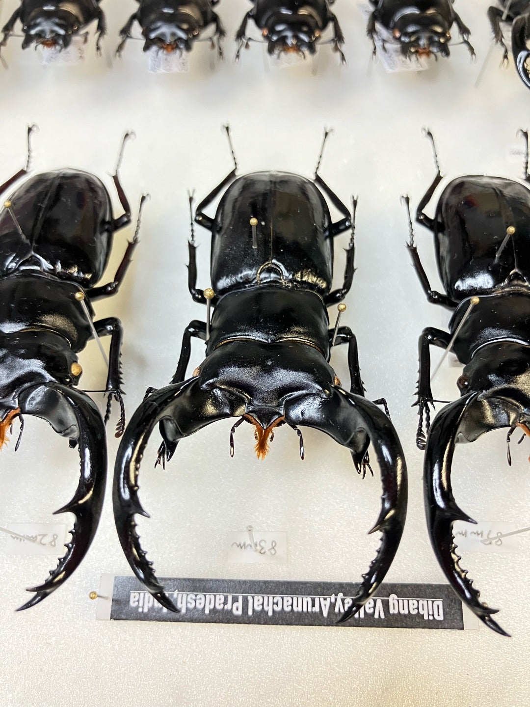 ディティエールシカクワガタ 標本 78mm ウエストウッディオオシカ