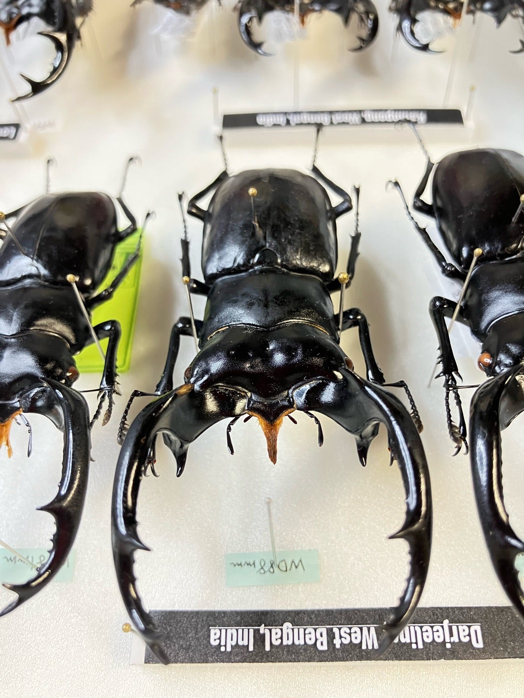 か*が様 ウエストウッドオオシカクワガタとフォルスターフタマタ〔ニシ