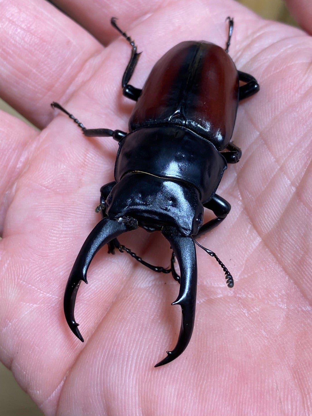 ドンキエルコクワガタ 赤ドンキ 初2令幼虫3匹 ドンキエール