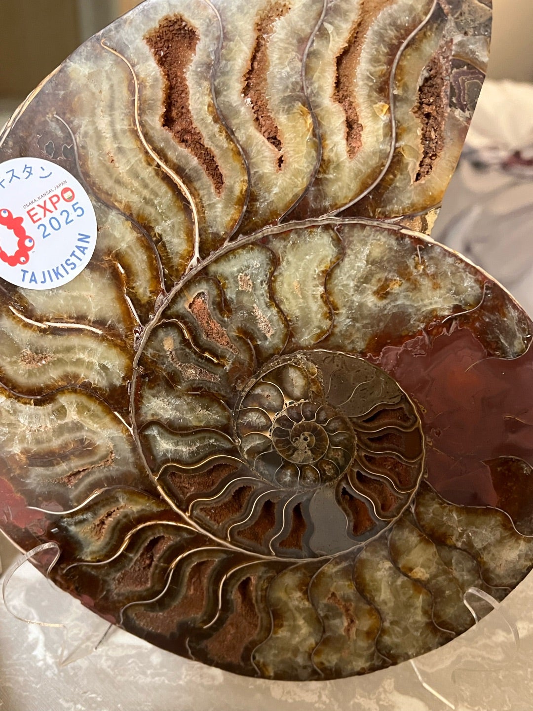 大阪万博、2日目‼️ぶらぶら歩いてアンモナイト‼️ | 俺のダンディズム