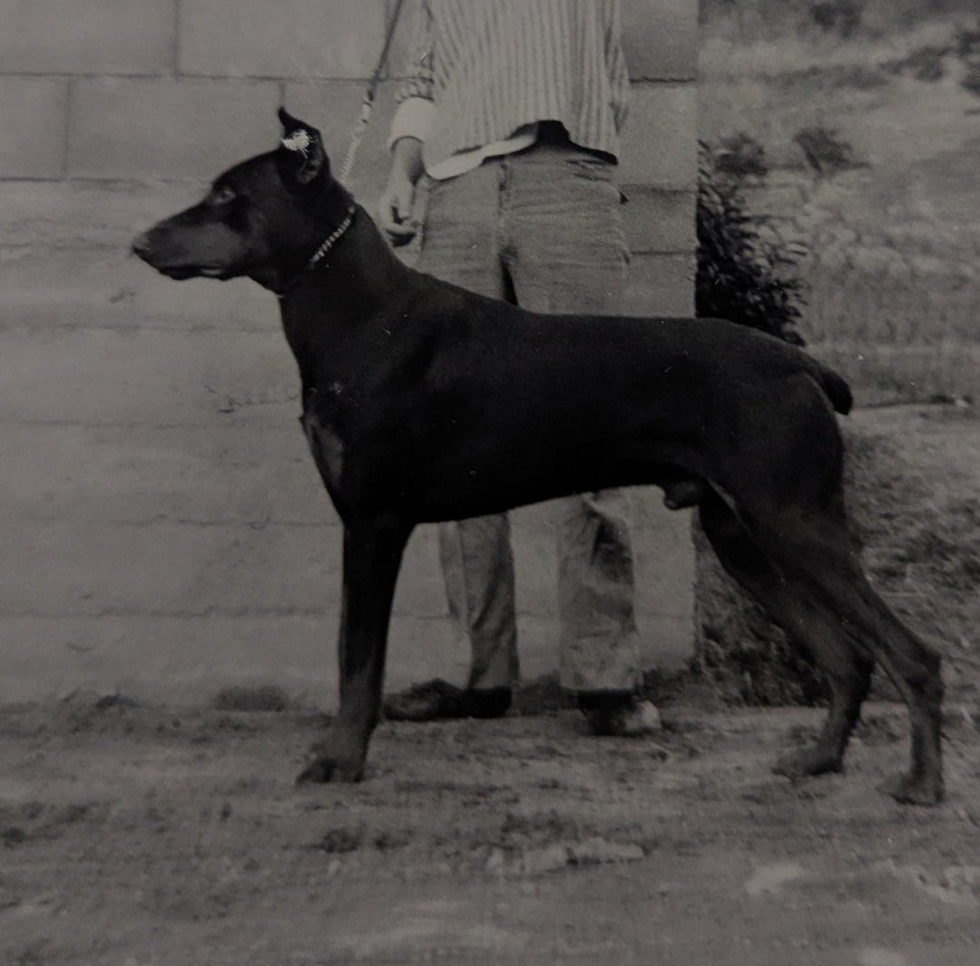 昔の犬 | リングダンサーのドーベルマンと盆栽