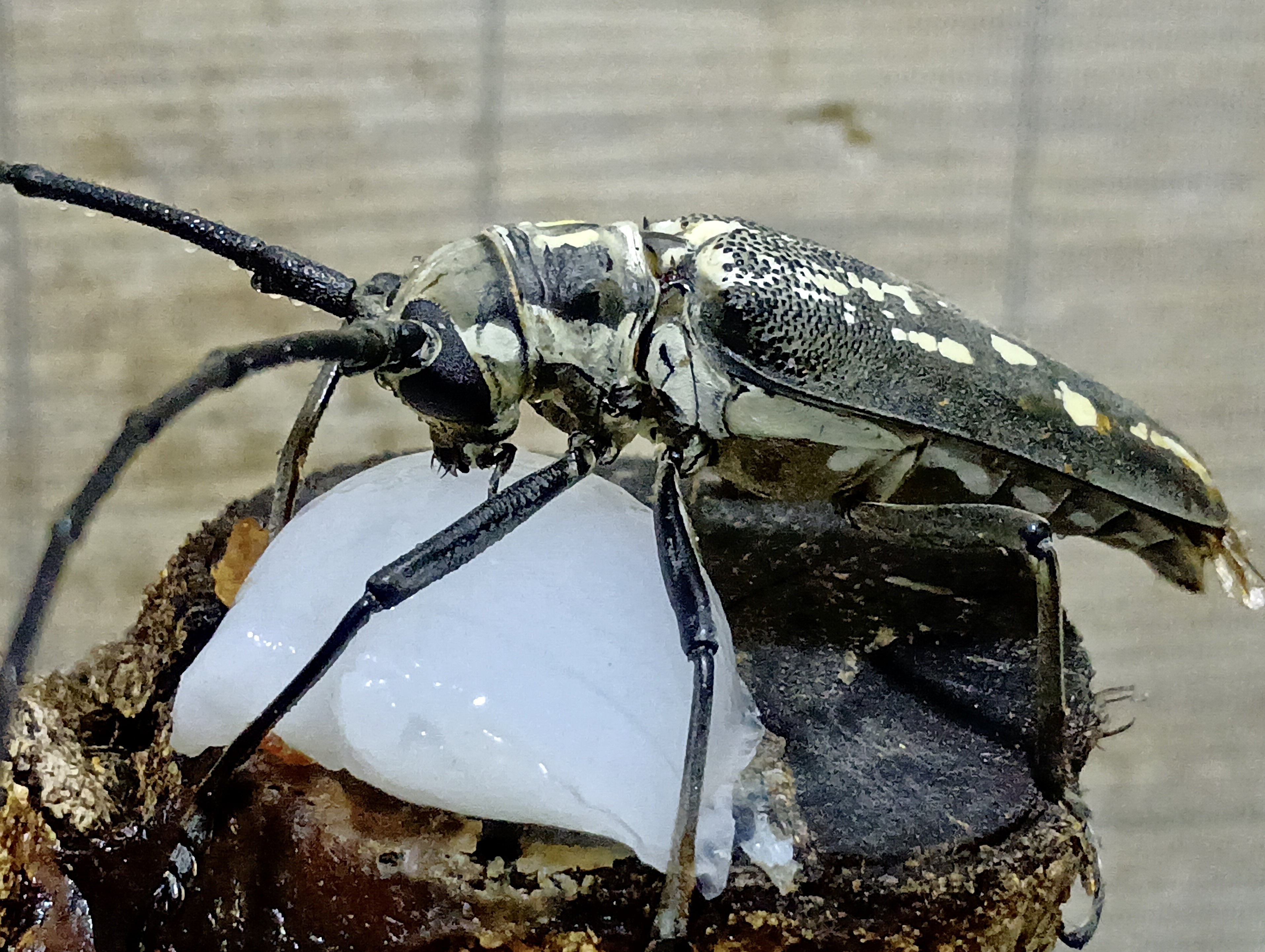 ソウルカラーは黄色かも！？【シロスジカミキリ標本】 | テントモソの