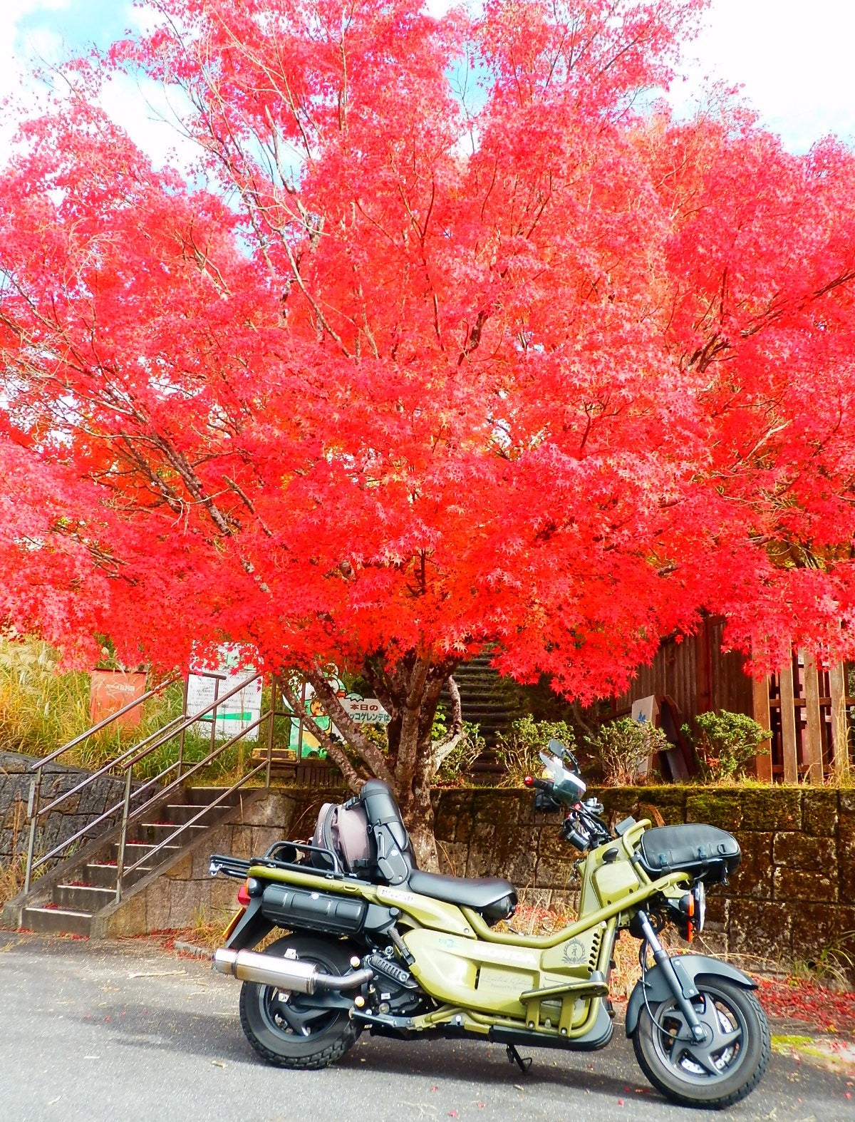 谷瀬の吊り橋」界隈の紅葉（'25） | 紀泉伝次郎の常日頃