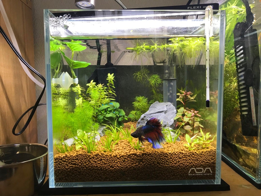 ADA キューブガーデン