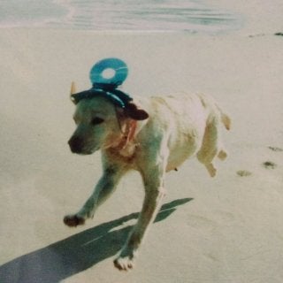 RADWIMPS 3 無人島に持っていき忘れた1枚Tシャツ XL ラッド 特別展