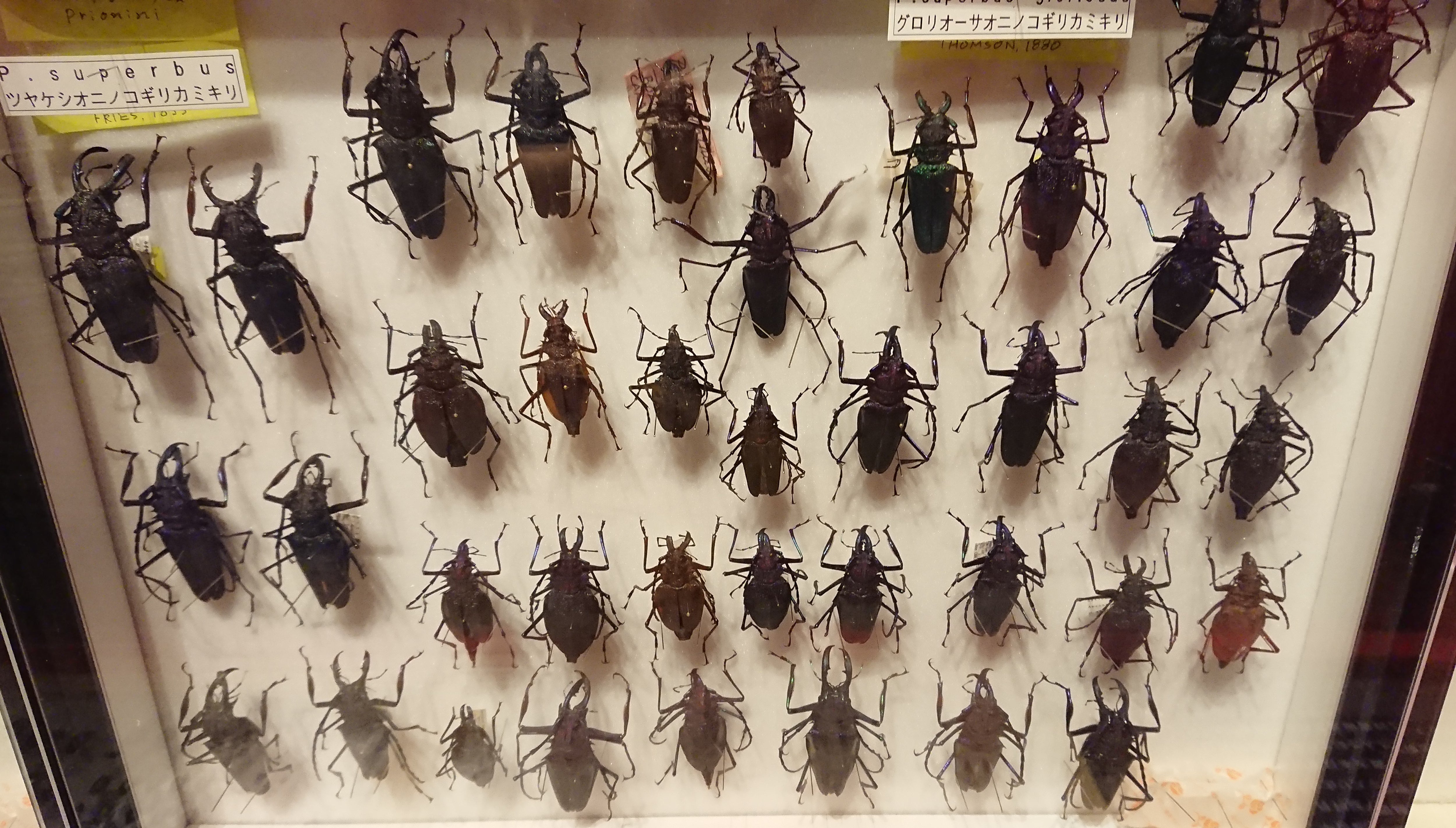 甲虫標本 カミキリムシ、オサムシほか66頭。大型ドイツ標本箱入り 甲虫