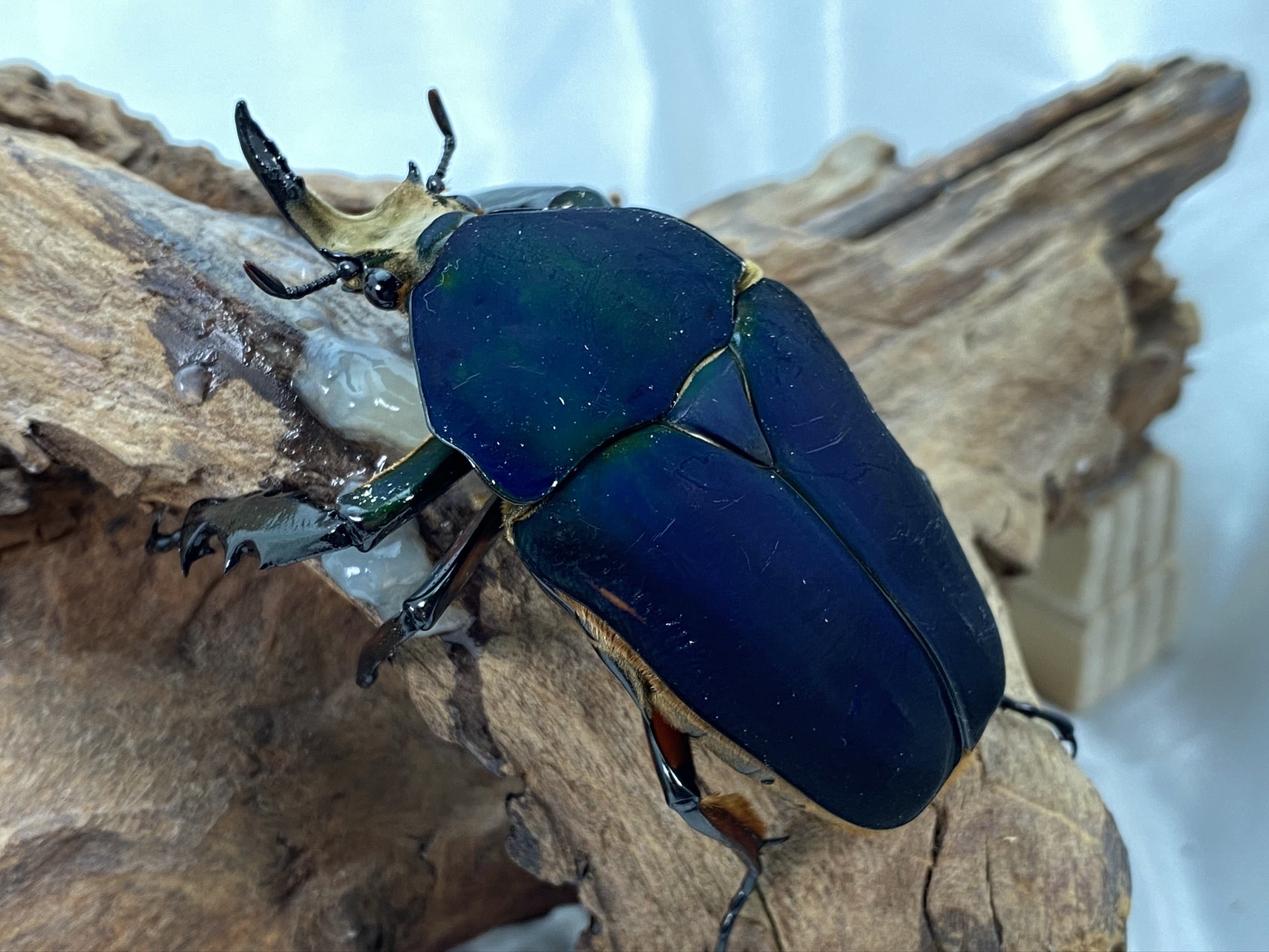 リベンジ】ウガンデンシスブルーベタ極美個体を購入してました