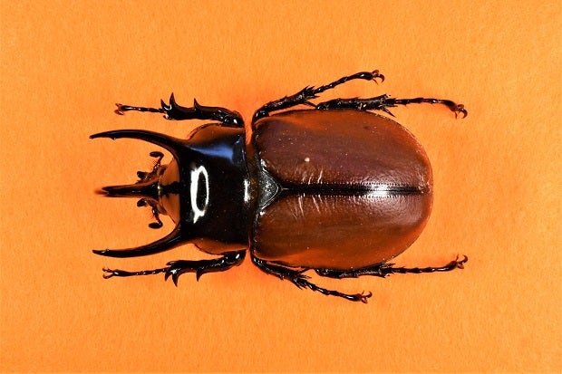 パプア産 サンボンヅノカブト 特大 78mm パプア産 サンボンヅノカブト